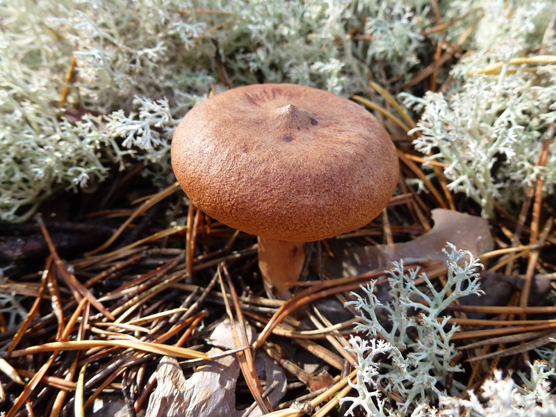 Lactarius Rufus