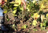 cobrir raïm per a l’hivern