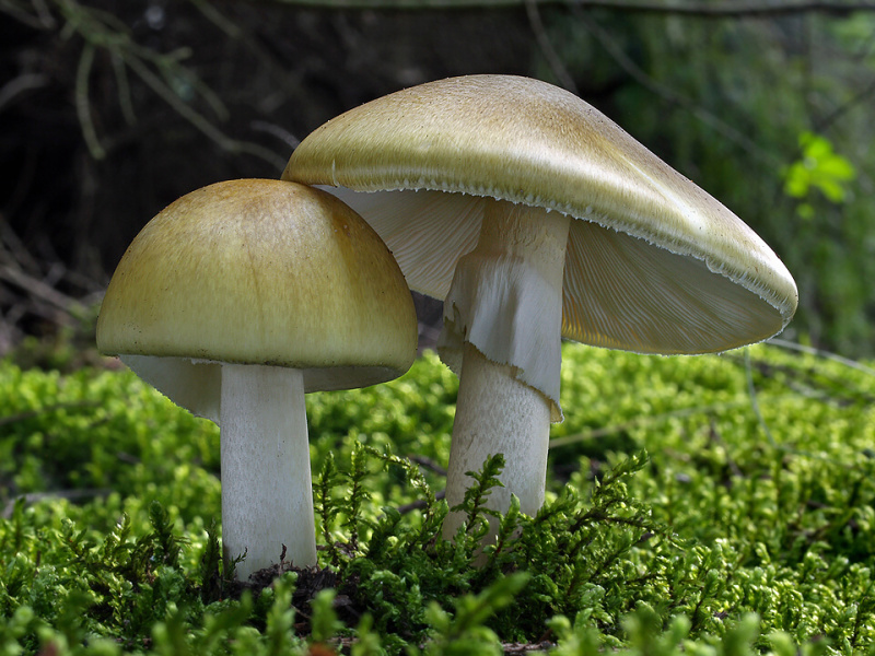 Гората Шампиньон