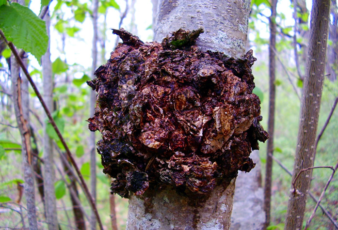 Chaga