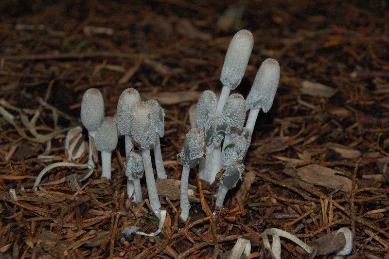 Coprinus thường gặp
