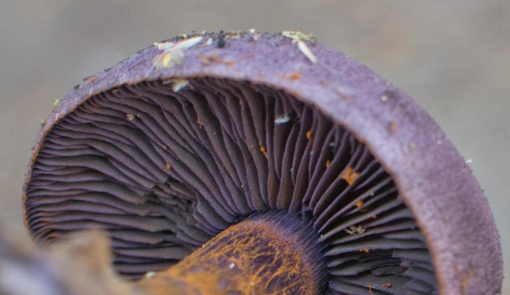 Паяжина лилава