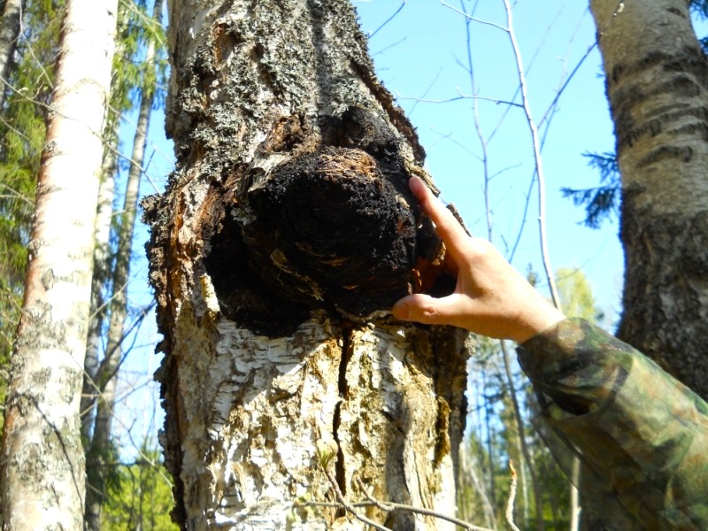Chaga