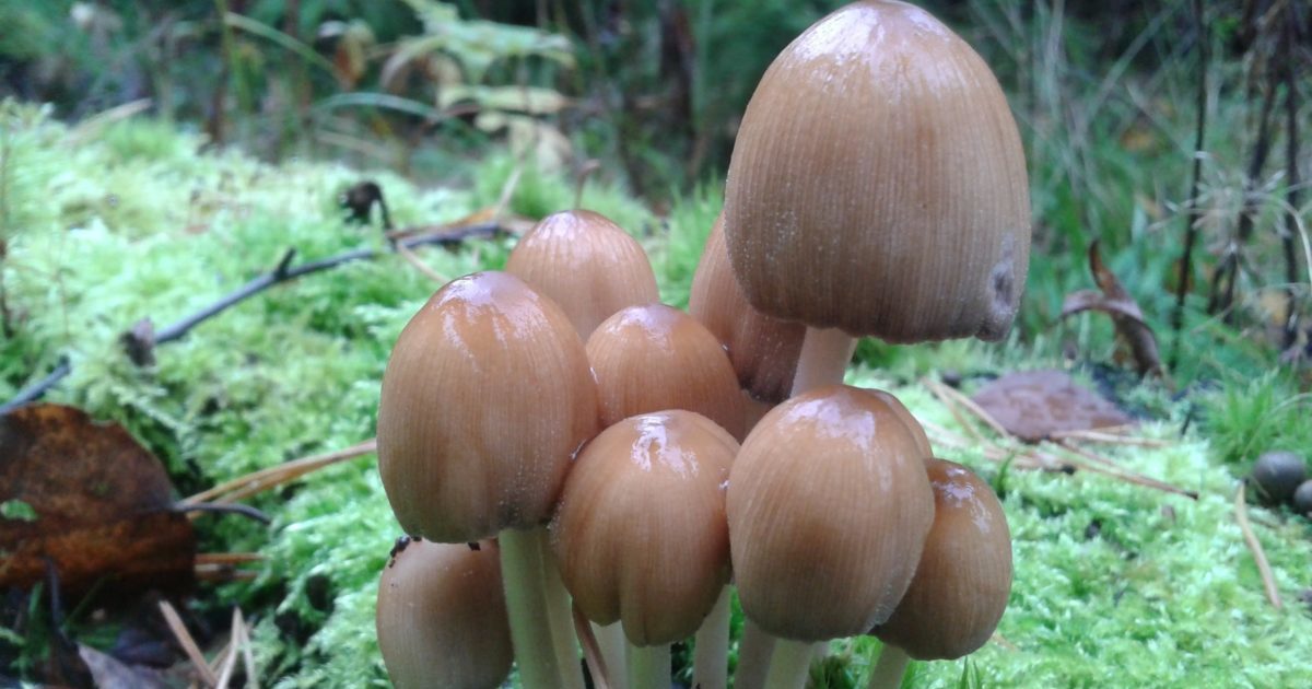 Гъбен тор бръмбар