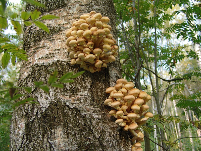 Гъби на бреза