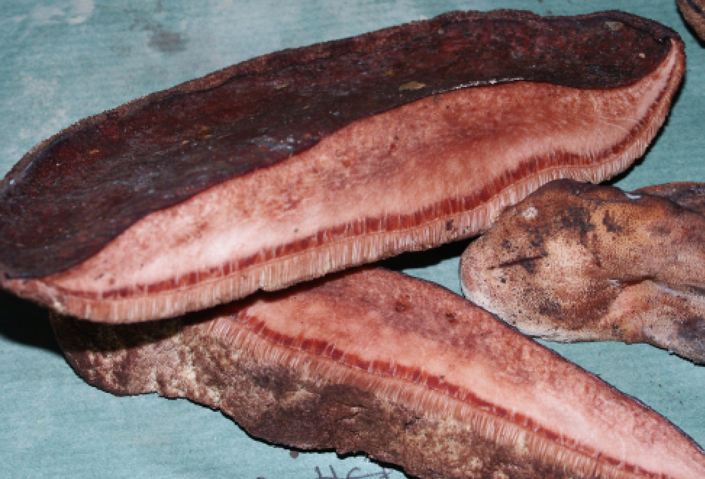 Чернодробни гъбички