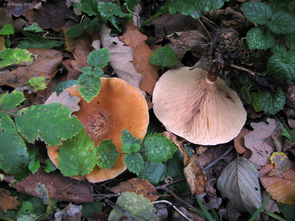 Prater paddestoelen