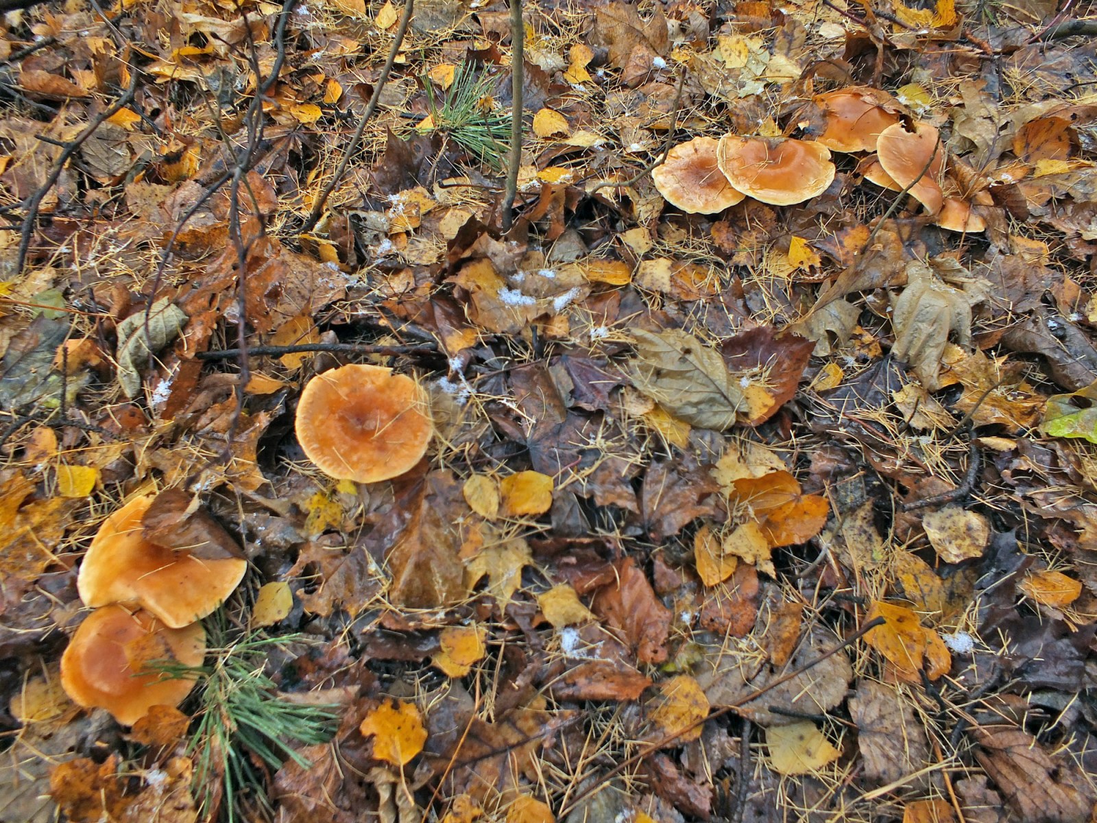 Prater paddestoelen