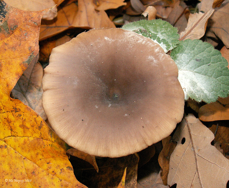Clitocybe