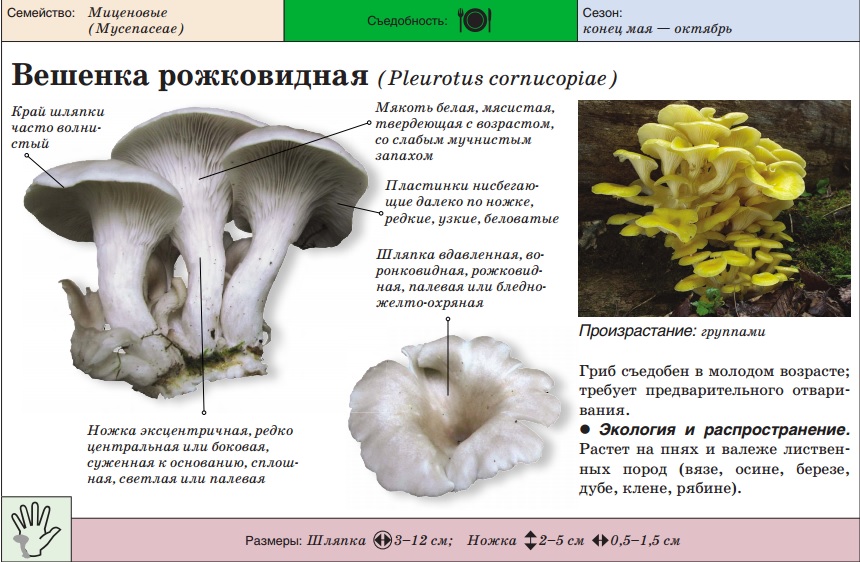 Рога с форма на гъба