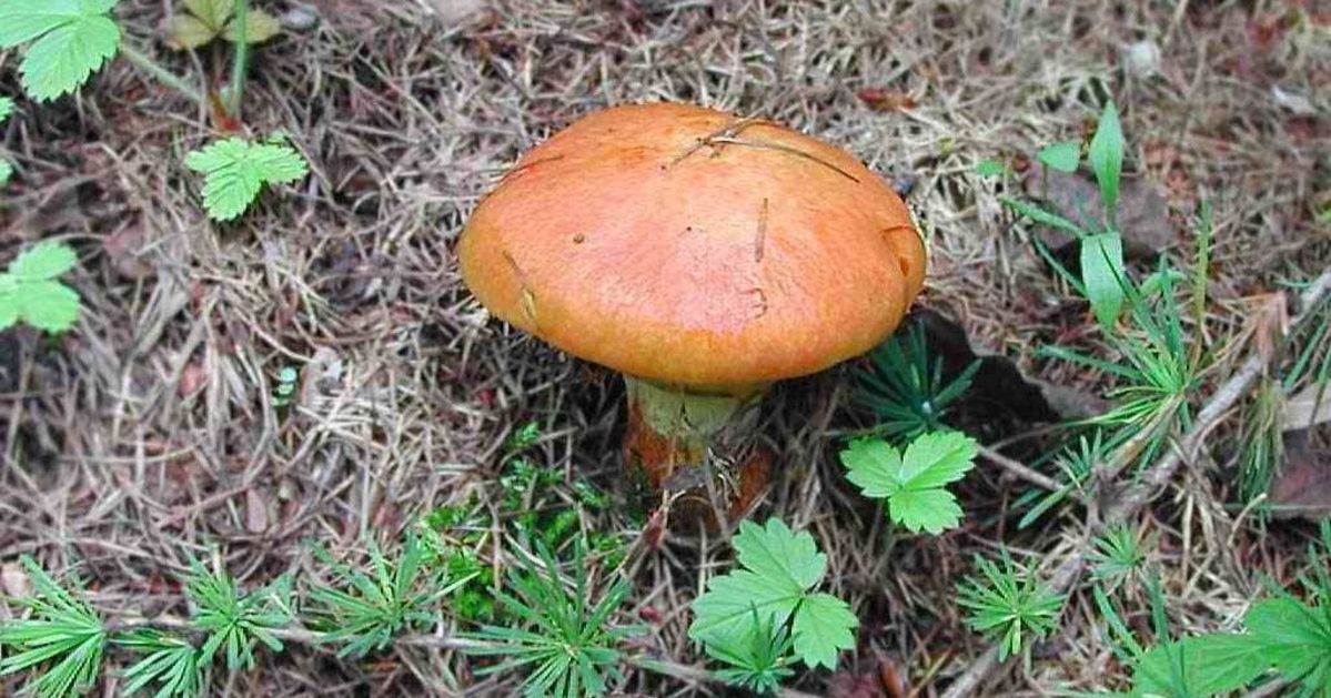 жълт манатарки