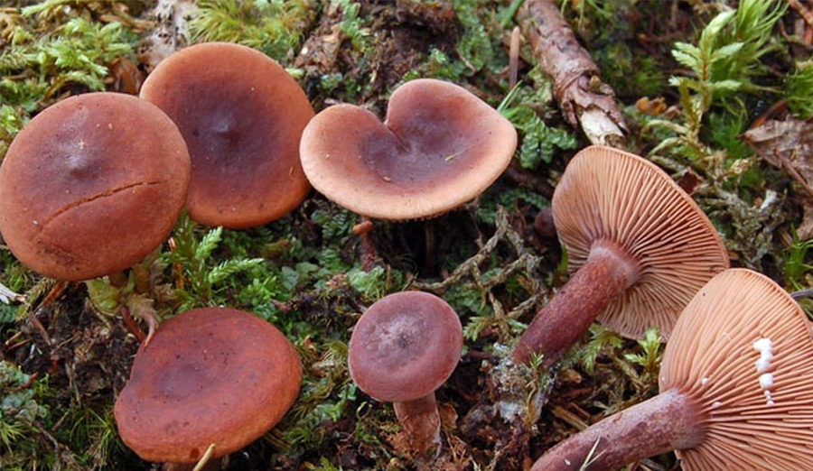 камфор челядинка