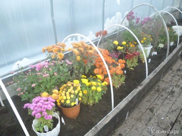 съхранявайте хризантемите през зимата