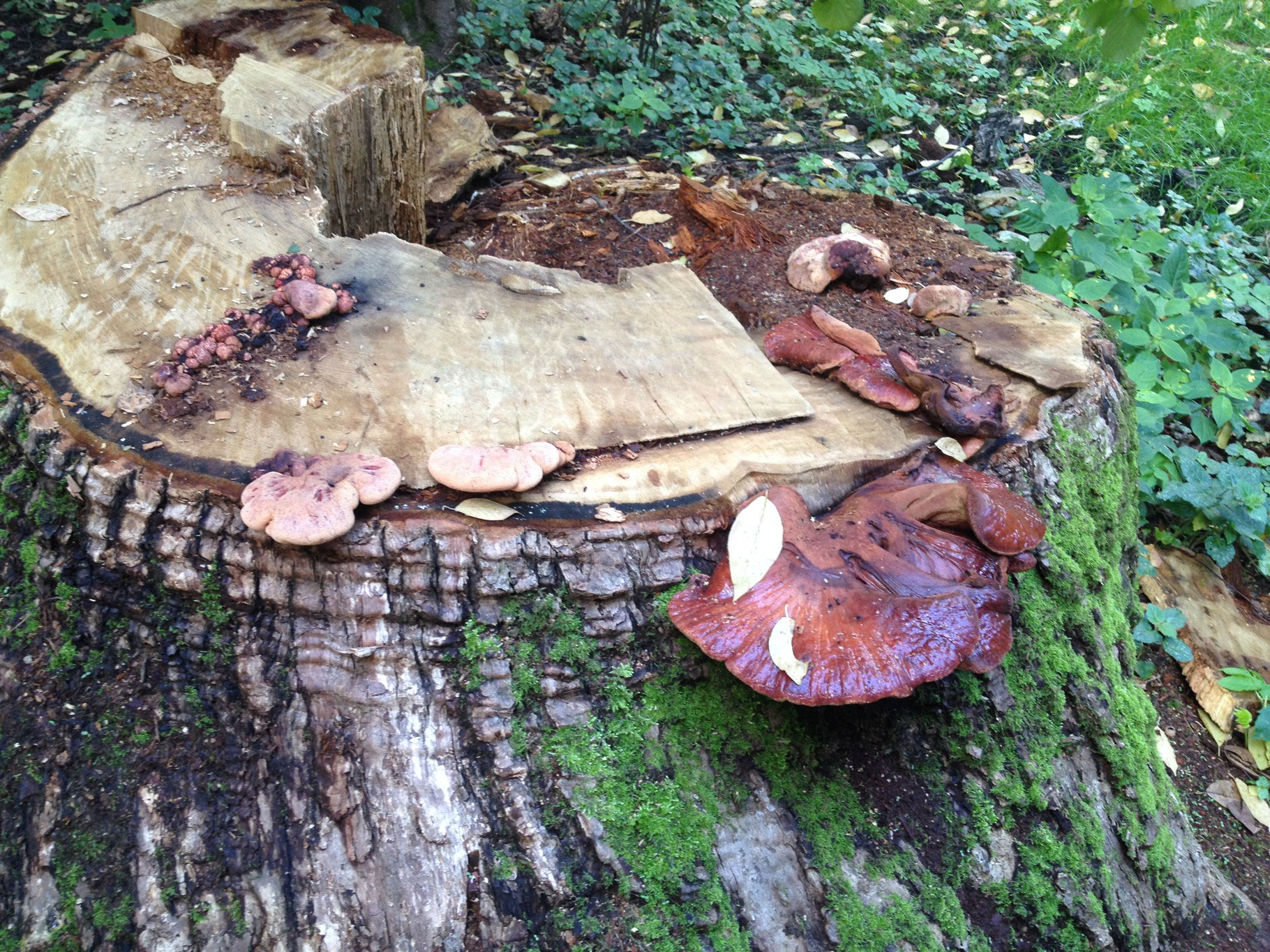 Чест дроб на черния дроб