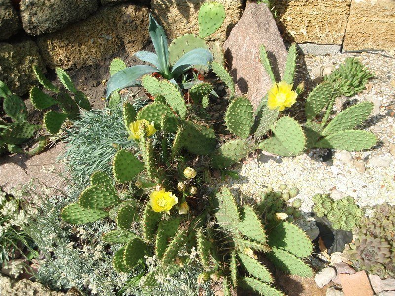 Dygliuotas kriaušė