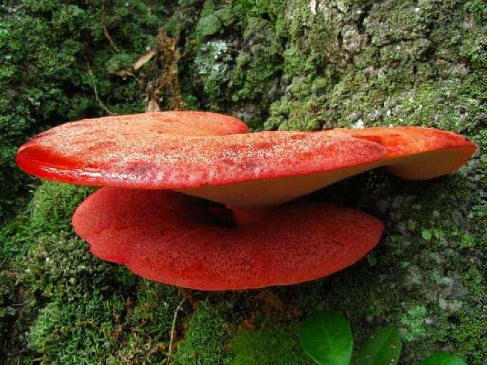 Чернодробни гъбички