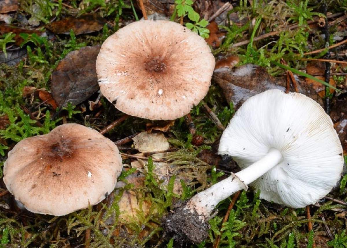 Агарична гъба