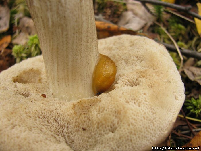 Червей гъба