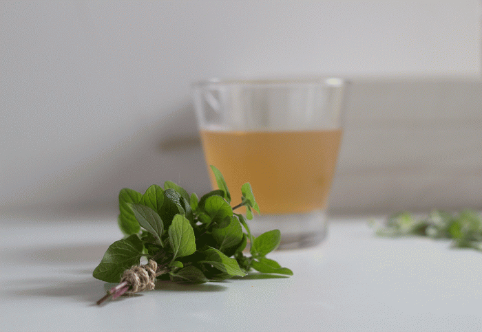 Комбуча билка