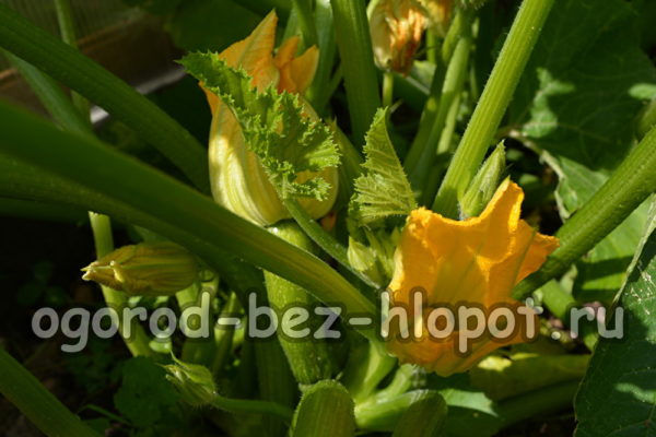 zucchini flowers