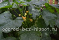 what are the courgettes grown on a warm bed