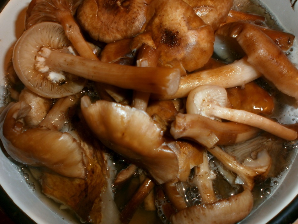 Готвене на гъби с мед