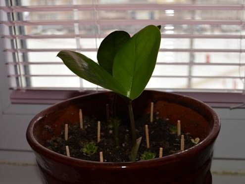 Naudojant degtukus kovai su kojinėmis