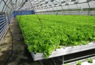 Com fer créixer una amanida