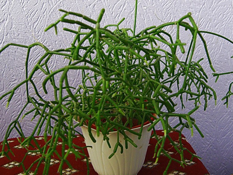 Rhipsalis