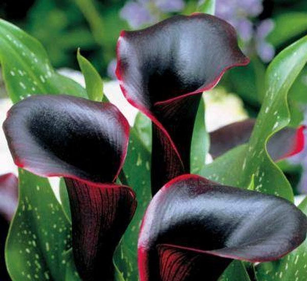 Кала Ремани