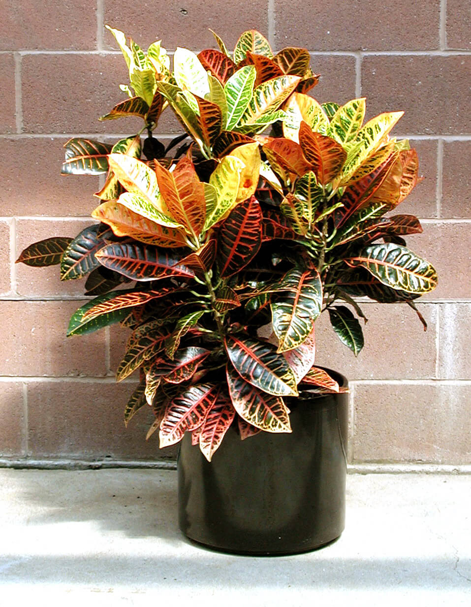 Кодиум Петра