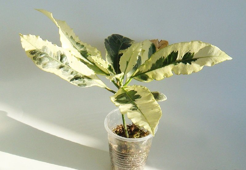 Кодиум Тамара