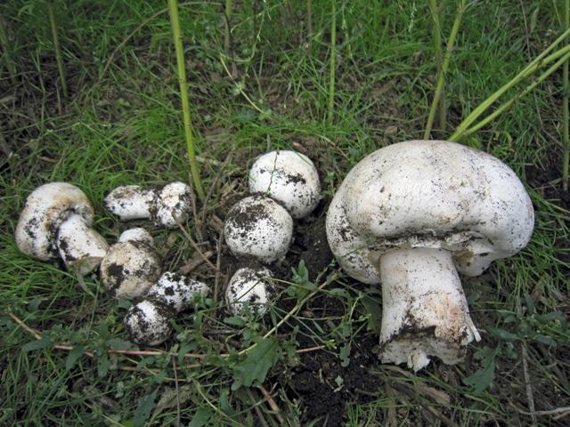 champignons