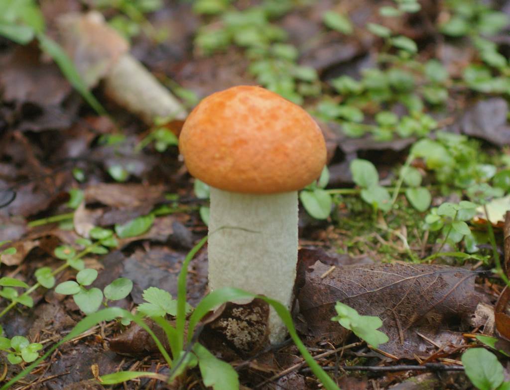 orange-cap boletus
