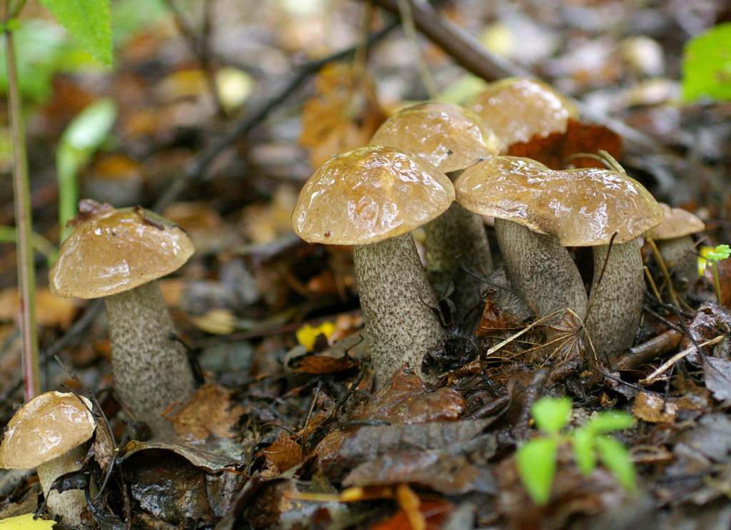 Boletus