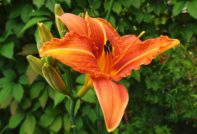Daylily през есента