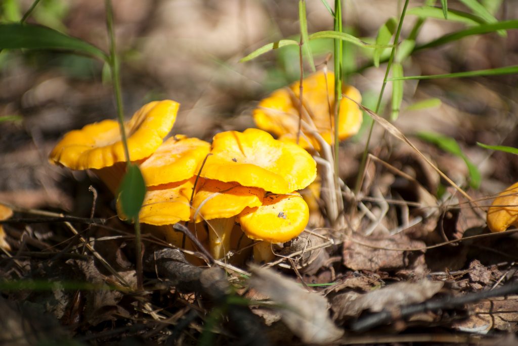 Chanterelles