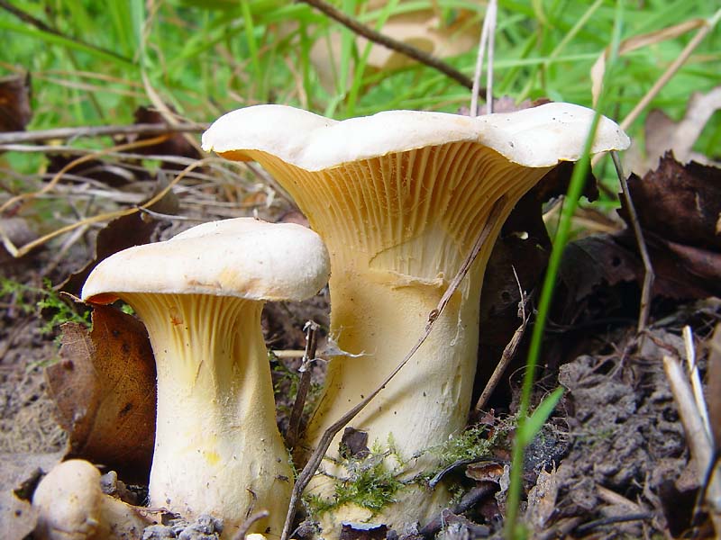 Chanterelles