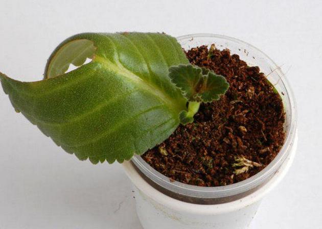 Rooting cuttings