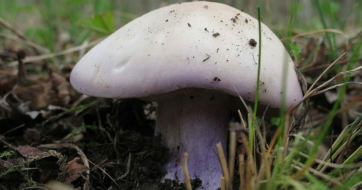 Синя гъба за крака