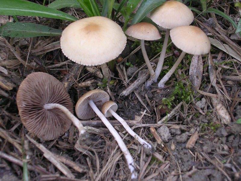 פטריות דבש שקריות