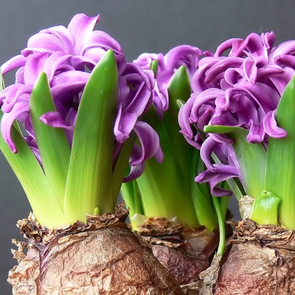 Bolvormige Binnenbloemen