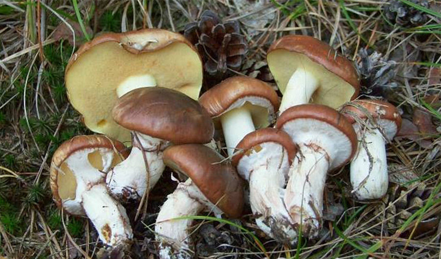 жълт манатарки