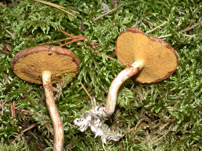 suillus