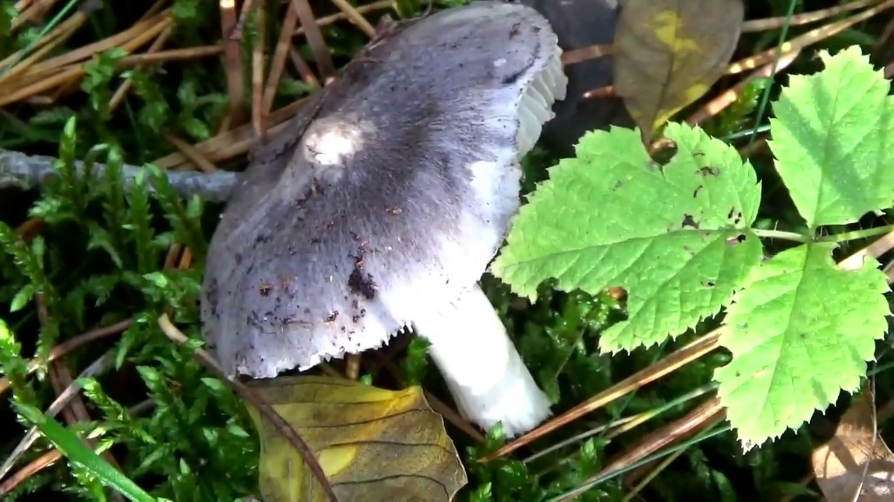 Фалшиво сиво