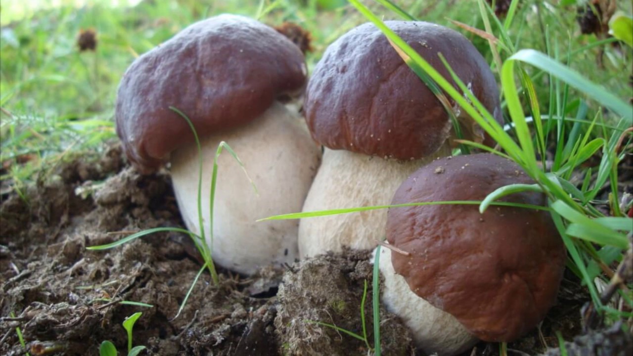 Cep