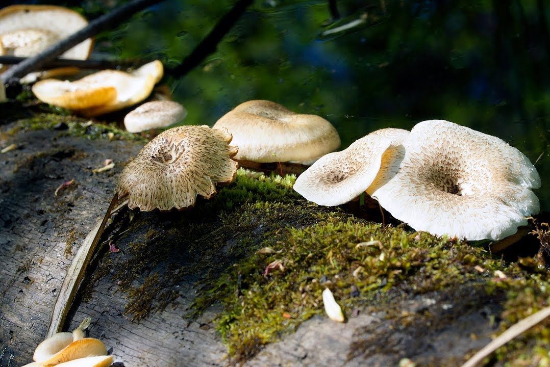 Тигър карпел