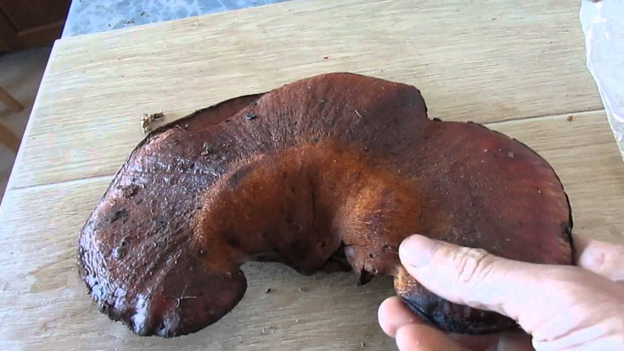 Чернодробни гъбички