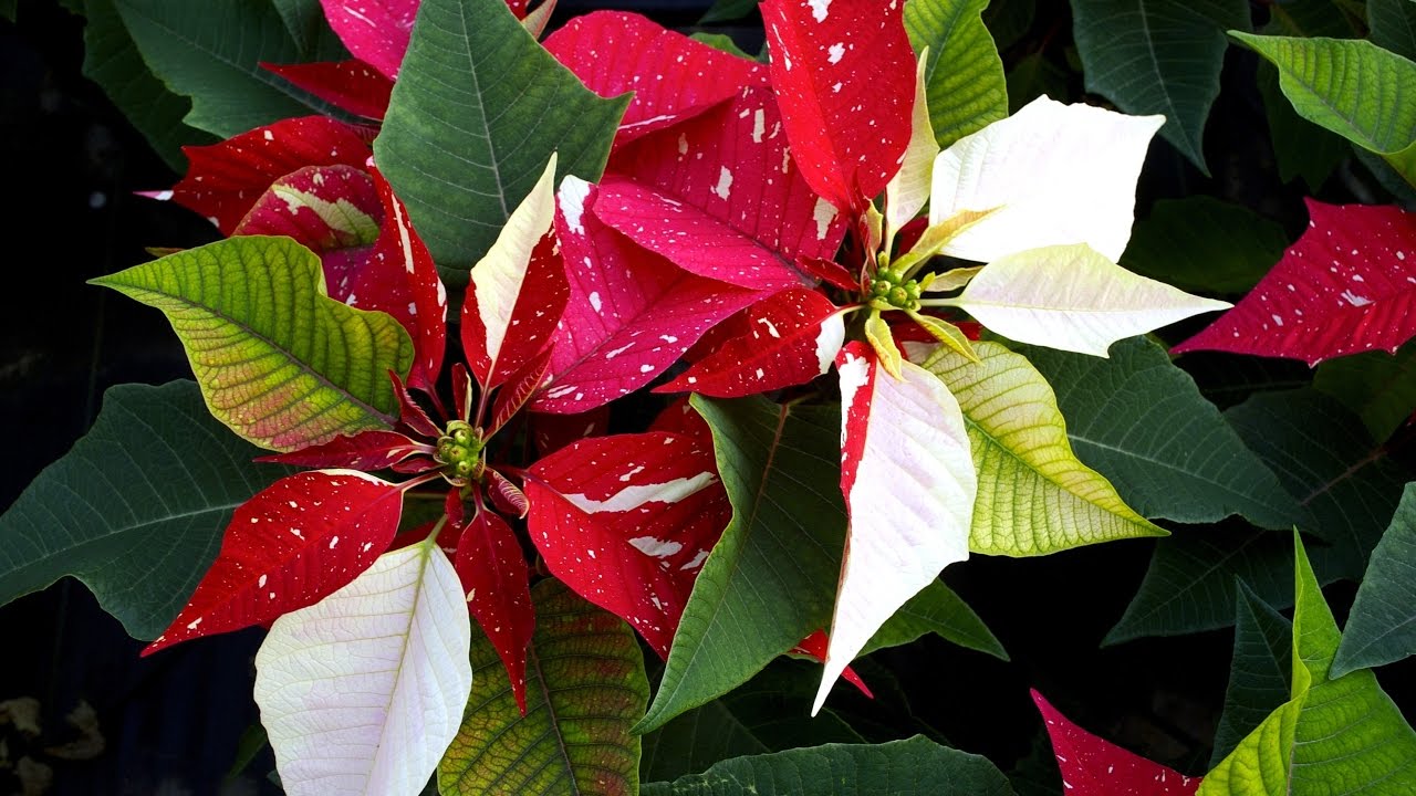 poinsettia