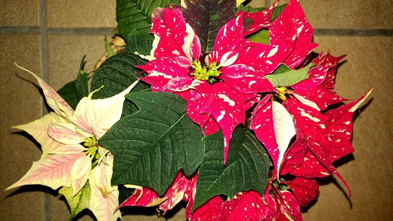 poinsettia